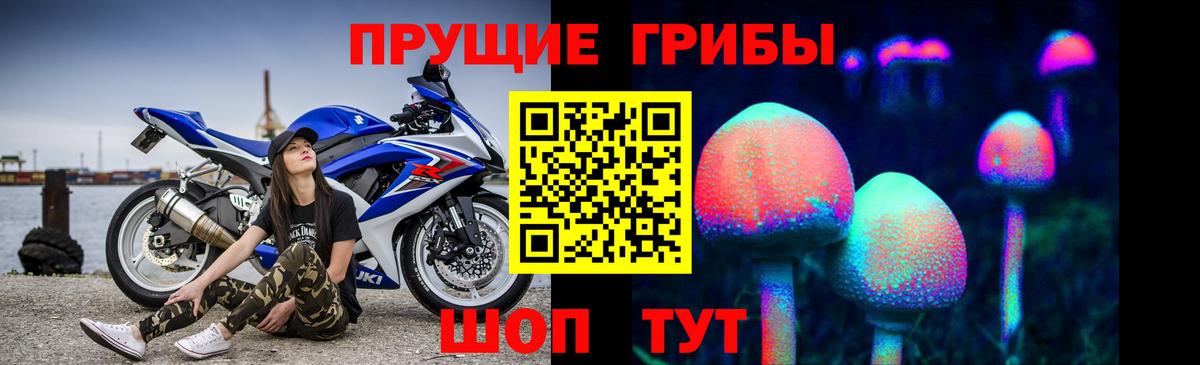 Волхов  Псилоцибиновые грибы Psilocybine cubensis  Вход с VPN  Галлюциногенные грибы Psilocybine cubensis 